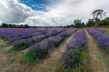 Lavender field in Banstead
