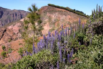 A scenic view of wild flowers on the mountains in Gran Canaria