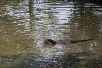 Otter at the British Wildlife Centre