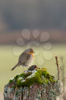 Robin standing on a tree stump covered with moss and some snow flakes