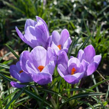 Purple Crocuses flowering in East Grinstead in springtime