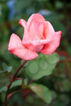 Single pink rose in flower at Butchart Gardens