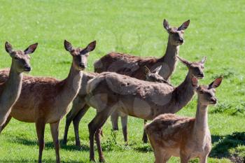 Herd of Red Deer (cervus elaphus)