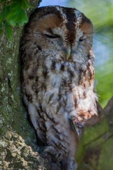 Tawny Owl (Strix aluco) sleeping against a tree during the daytime