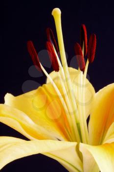 Lily (lilium) close-up
