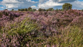 Field of Heather near Scarborough North Yorkshire