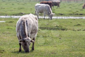 Cows grazing on wetlands