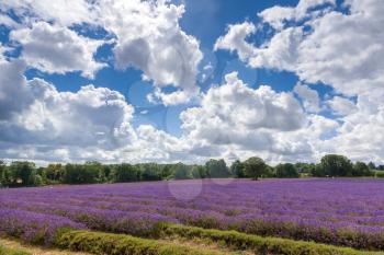 Lavender Field in Full Bloom in Banstead