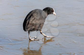 Coot (fulcia atra) gingerly walking on the ice at Warnham Nature Reserve