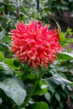 A Magnificent Red Dahlia in Butchart Gardens