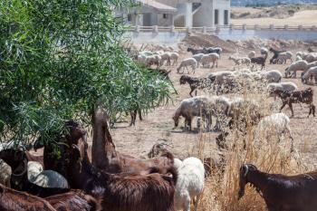POLIS, CYPRUS/GREECE - JULY 23 : A herd of goats eating an olive tree in Polis Cyprus on July 23, 2009