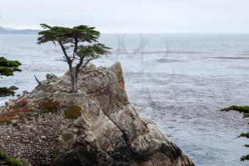 Monterey Cypress tree on the Carmel coast