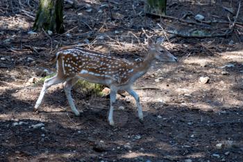 Fallow deer (Dama dama) wandering through woodland in italy