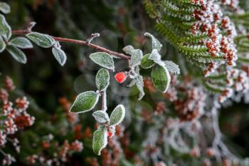 Red Cotoneaster berries covered with hoar frost on a cold winters day
