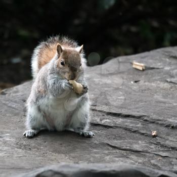 Grey Squirrel (Sciurus carolinensis) clutching a peanut shell
