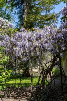 Wisteria with a profusion of blue flowers in springtime