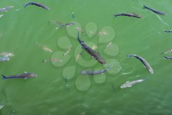 Fish Swimming in Cabo Pino Harbour