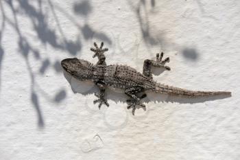European Common Gecko Resting on a Wall at Cabo Pino Spain