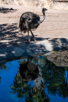 VALENCIA, SPAIN - FEBRUARY 26 : Female Ostrich at the Bioparc in Valencia Spain on February 26, 2019
