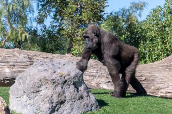 VALENCIA, SPAIN - FEBRUARY 26 : Gorilla at the Bioparc in Valencia Spain on February 26, 2019