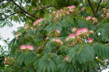 Pink Siris (Albizia julibrissin f. rosea) tree flowering in a London Park