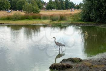 WIMBLEDON, LONDON/UK - AUGUST 1 : Heron walking in the lake on Wimbledon Common in London on August 1, 2020. Unidentified people