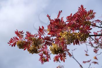 Rowan or Mountain Ash tree (Sorbus aucuparia)  Joseph Rock berries on a tree in East Grinstead