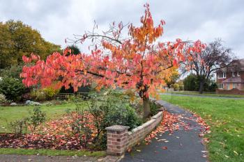 Bird Cherry (Prunus padus) tree in autumn in East Grinstead