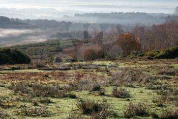 Misty morning in the Ashdown Forest