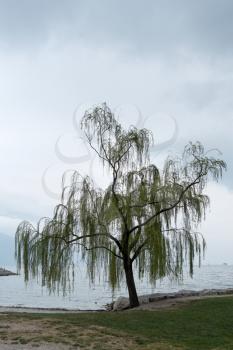 Willow Tree on the Shore at Riva del Garda