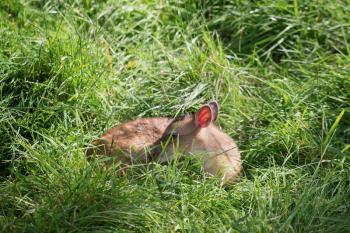 Young Muntjac Deer (Muntiacus) Sitting in the Sunshine