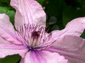 Pink Clematis in Full Bloom in the Grounds of Hever Castle