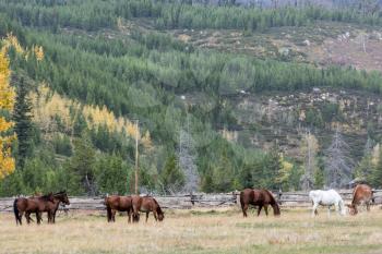 Horses in a field in Grand Teton National Park