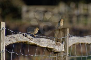 Meadow Pipit (Anthus pratensis) perched on a wire fence