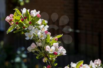 Crab Apple Blossom against a dark background