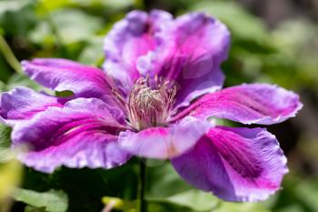 Pink Clematis blooming in the spring sunshine