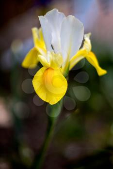 Iris flower blooming  in springtime in an English garden