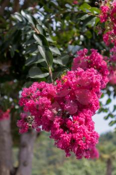 Crape Myrtle tree (Lagerstroemia indica) flowering in Italy