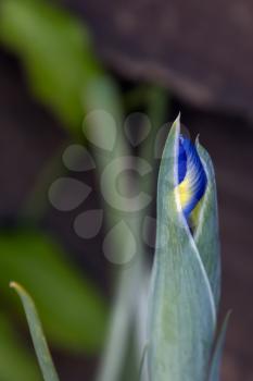 Close-up of an Iris flower about to flower in springtime