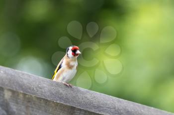 European Goldfinch perched on a wooden fence