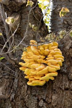 Chicken-of-the-woods (Laetiporus sulphureus) fungus growing on a tree in springtime