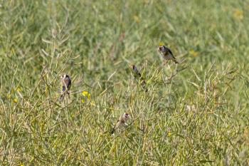 Family of Goldfinches perched in a field of Rapeseed