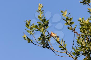 Common Linnet (Carduelis cannabina) perched in a tree enjoying the early morning sunshine