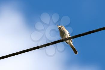 Common Whitethroat (Sylvia communis) perched on a telephone wire