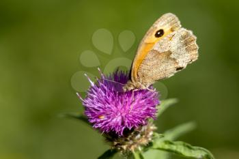 Small Heath Butterfly (Coenonympha pamphilus) resting on a thistle flower
