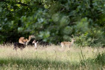 Family of Fallow Deer (Dama dama) in woodland in East Grinstead