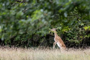 Fallow Deer (Dama dama) eating leaves in woodland in East Grinstead
