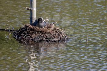 Coot on the nest at Earlswood Lake