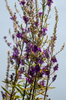 Purple Toadflax (Linaria purpurea) dying back in late summer