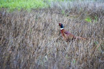 Common Pheasant (phasianus colchicus) walking across a harvested field in East Grinstead